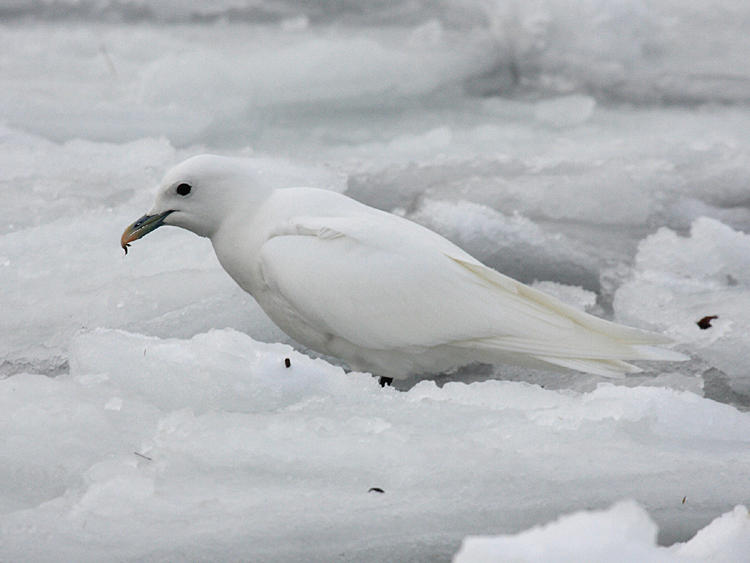 Ivory Gull - Pagophila eburnea