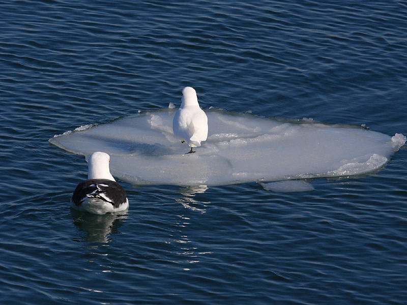 Ivory Gull - Pagophila eburnea (being eyed by a hungry Great Black-backed Gull)