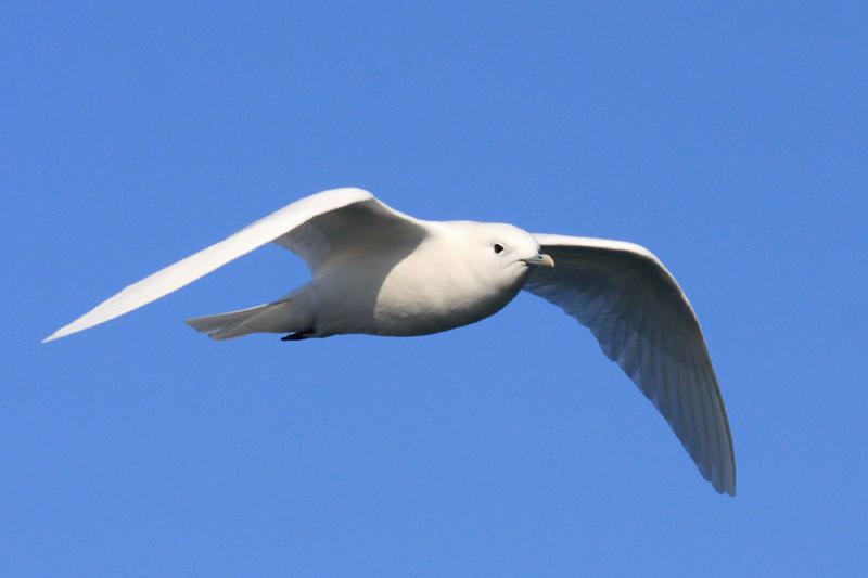 Ivory Gull - Pagophila eburnea