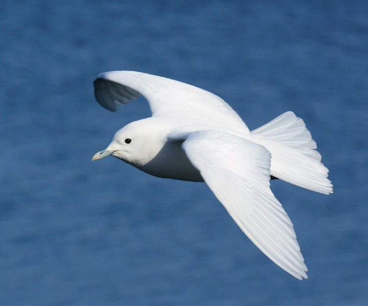 Ivory Gull - Pagophila eburnea