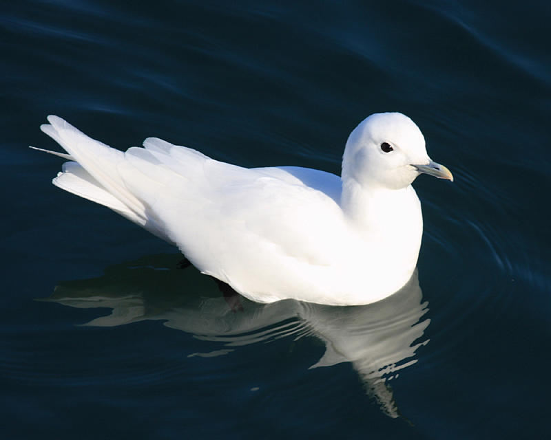 Ivory Gull - Pagophila eburnea