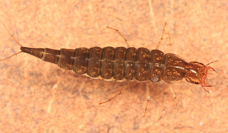Ilybius sp. (larva)