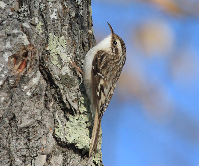 Brown Creeper - Certhia americana