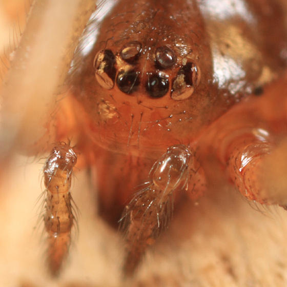 Steatoda triangulosa