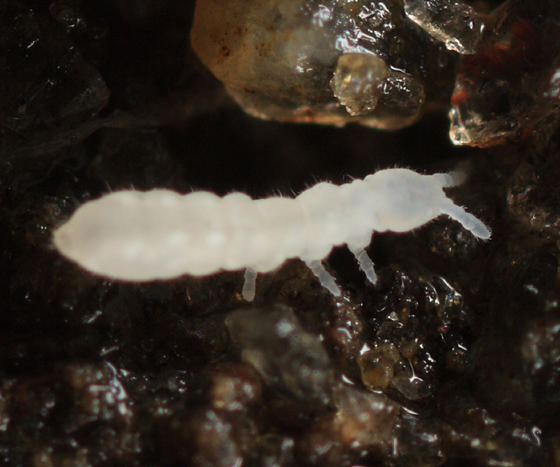 Onychiuridae (Protaphorura or Onychiurus)