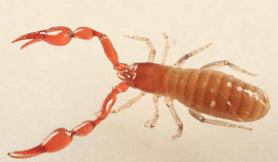 Pseudoscorpion