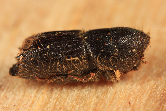 Ips calligraphus