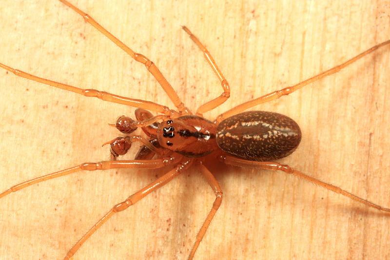 Pachygnatha tristriata
