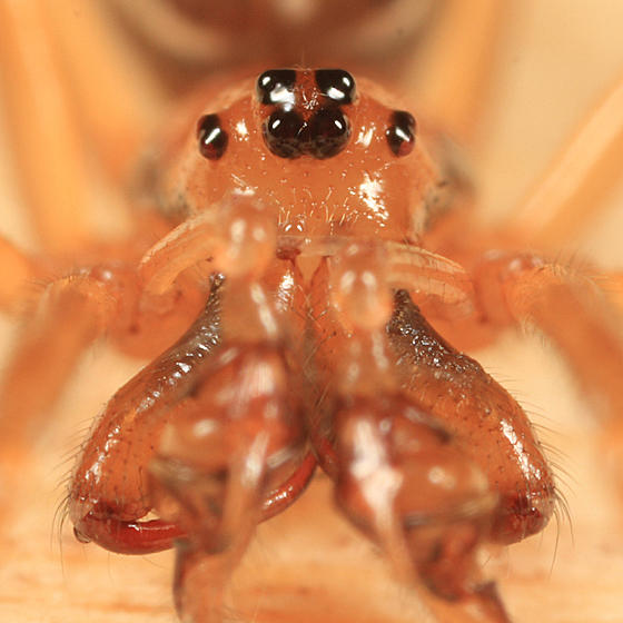 Pachygnatha tristriata