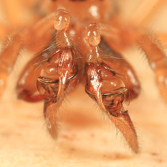 Pachygnatha tristriata