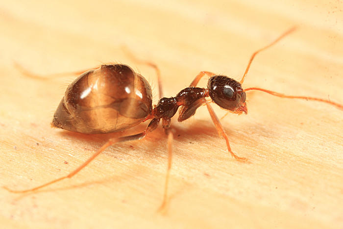 False Honey Ant - Prenolepis imparis