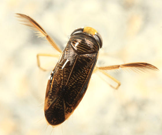 Sigara sp.