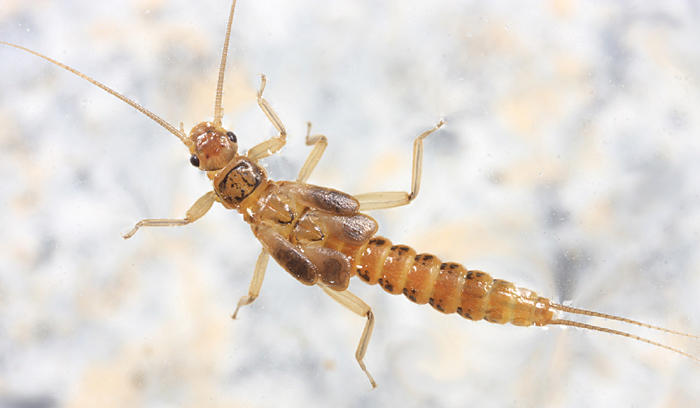 Allocapnia pygmaea