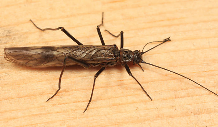 Taeniopteryx burksi
