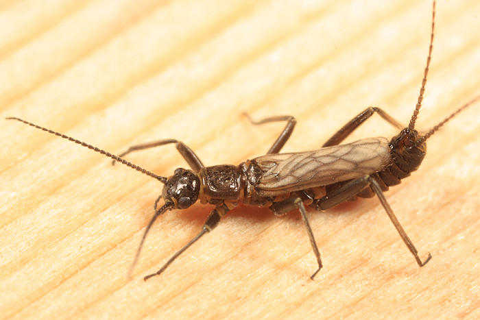 Allocapnia pygmaea