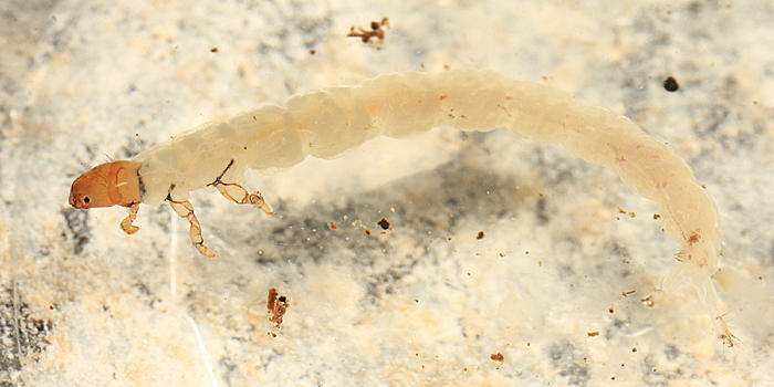 Dipseudopsidae - Phylocentropus carolinus