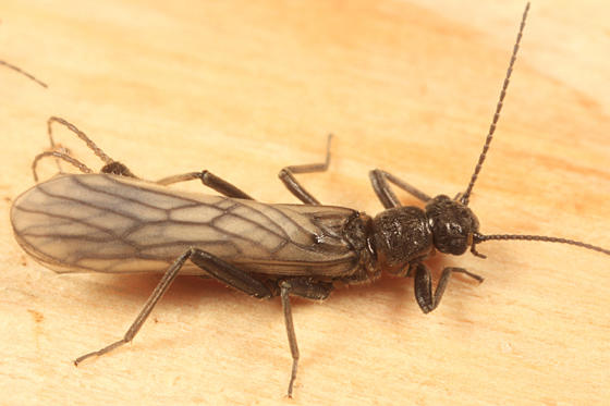 Allocapnia maria
