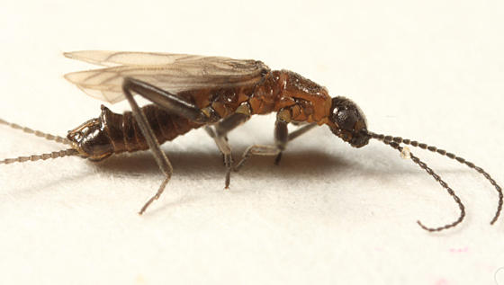 Allocapnia minima