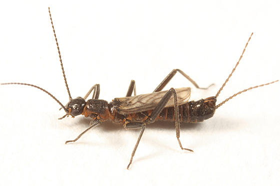 Allocapnia maria