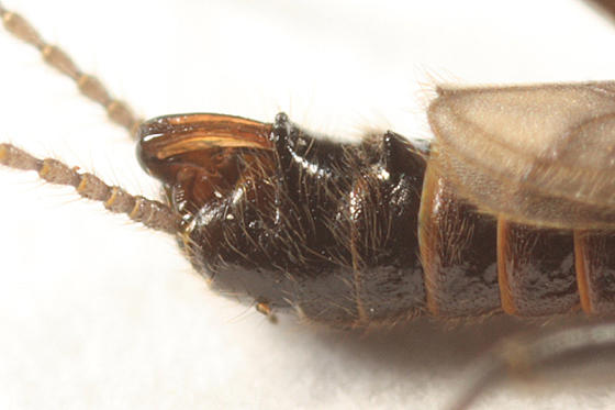 Allocapnia maria