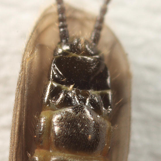 Allocapnia maria