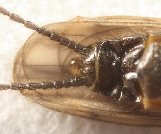 Allocapnia minima