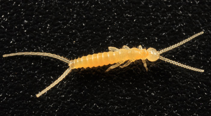 Diplura - Campodeidae