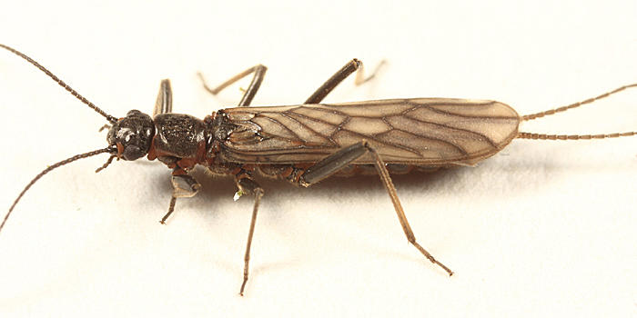 Allocapnia nivicola