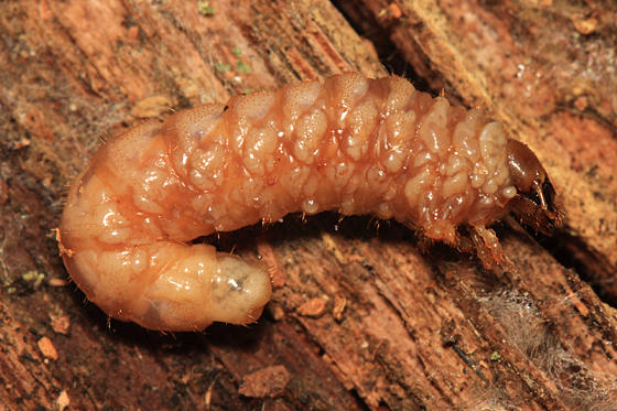 Stag Beetle larva