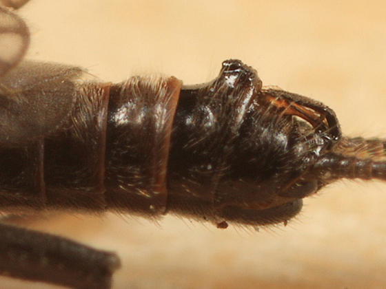 Allocapnia recta