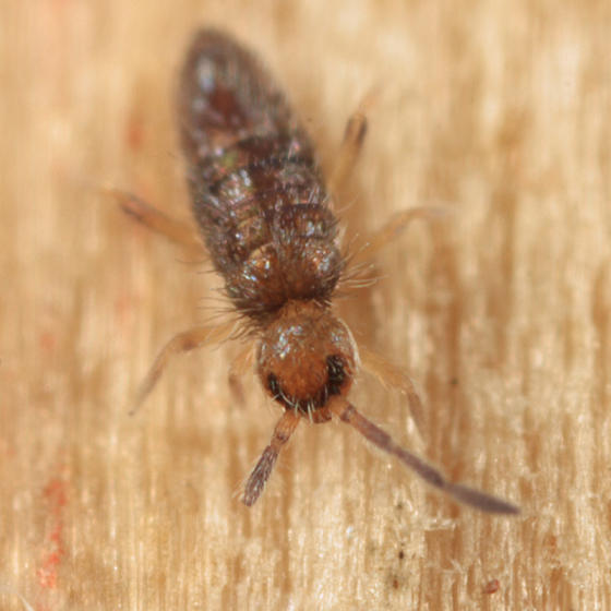 Willowsia buski