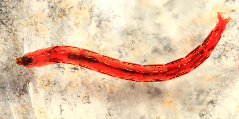 Chironominae