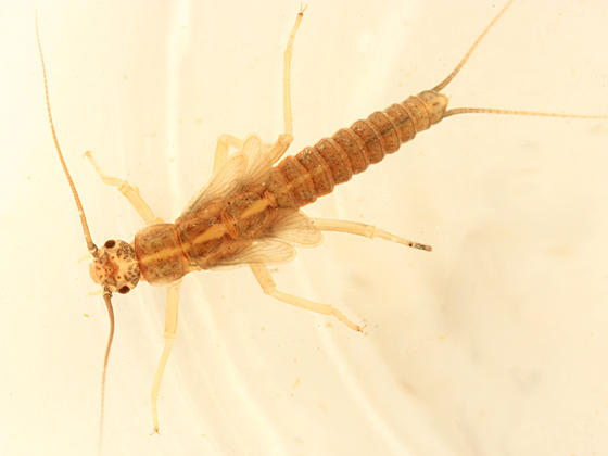Taeniopteryx burksi
