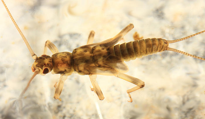 Strophopteryx fasciata