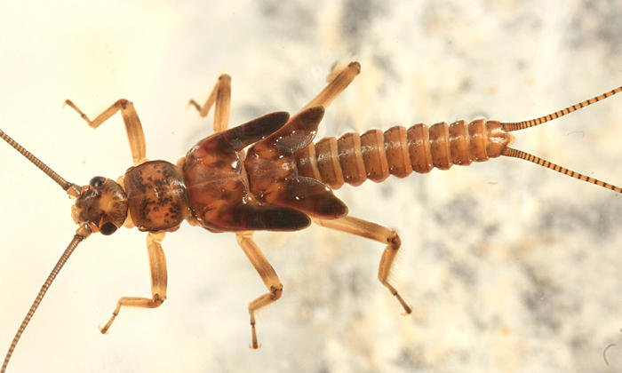 Taenionema atlanticum