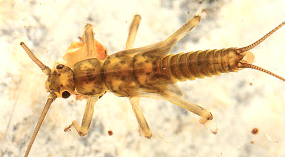 Taenionema atlanticum
