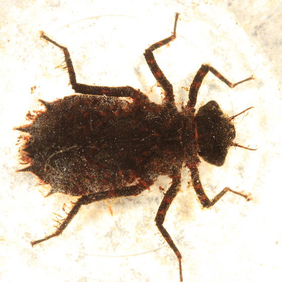 Umber Shadowdragon - Neurocordulia obsoleta