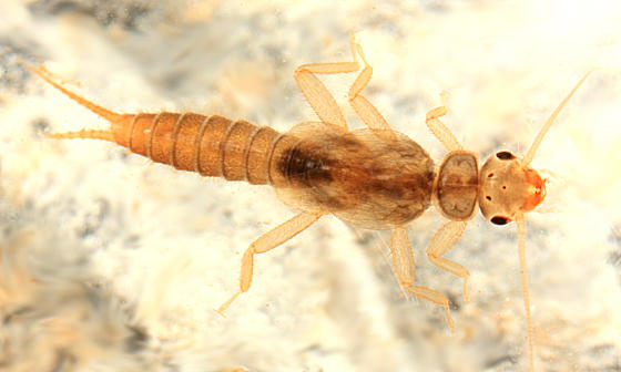 Sweltsa sp.