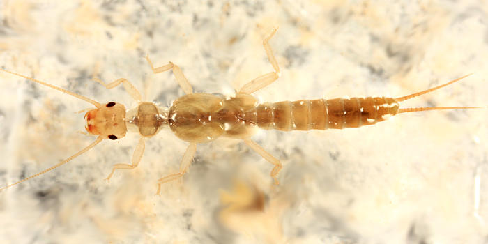 Alloperla sp.