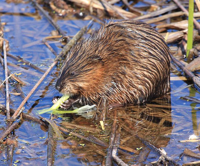 Muscrat - Ondatra zibethicus