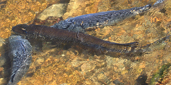 Northern Pike - Esox lucius