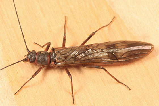 Strophopteryx fasciata