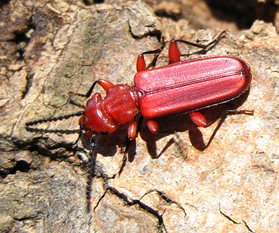 Red Flat Bark Beetle - Cucujus clavipes