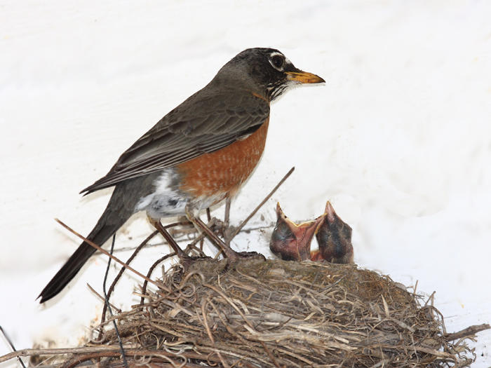 American Robin - Turdus migratorius