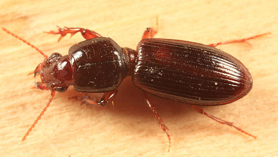 Clivina fossor