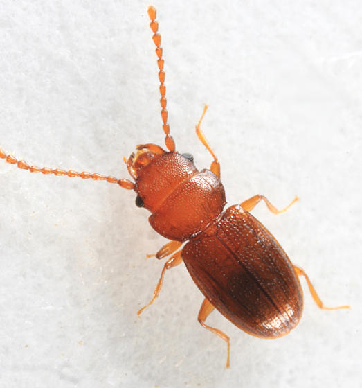 Charaphloeus sp.