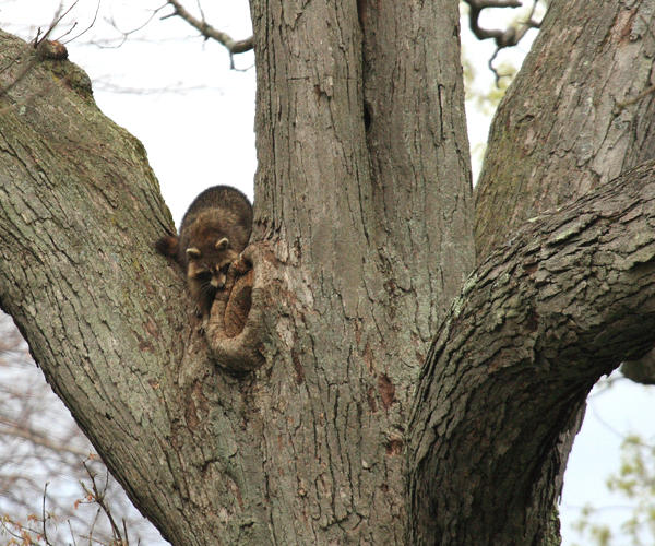 Common Raccoon - Procyon lotor