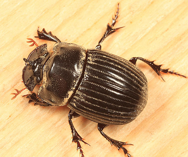 Copris minutus