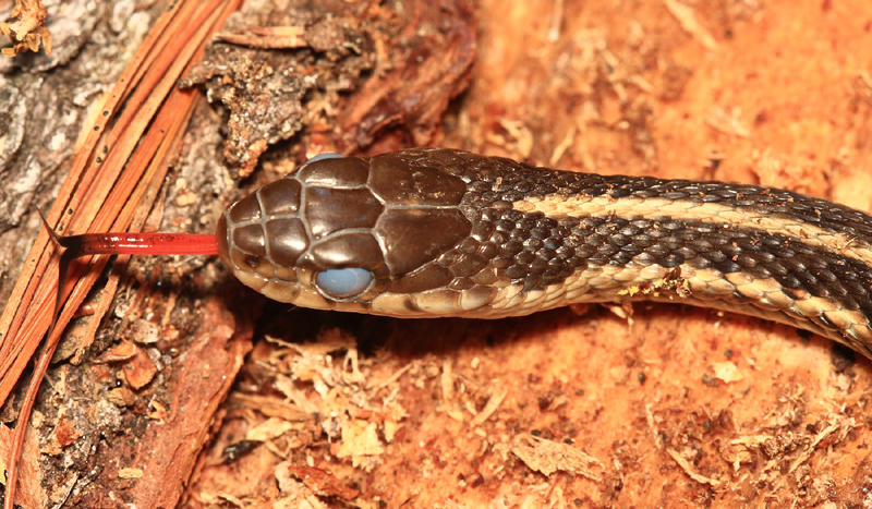 Garter Snake - Thamnophis sirtalis (about to shed)