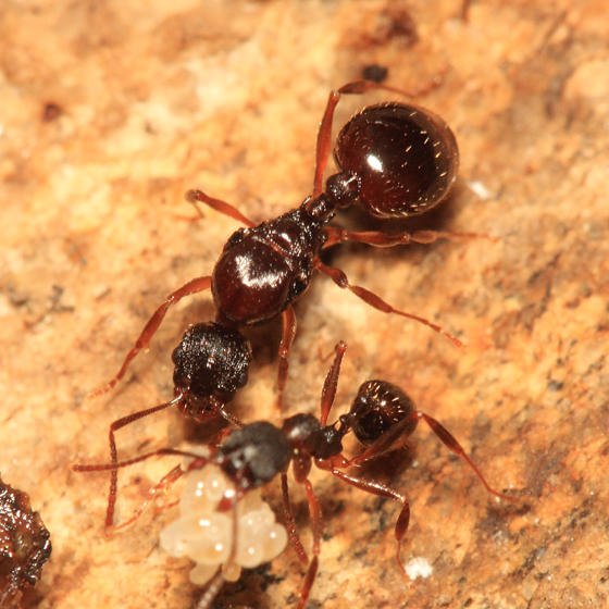 Winnow Ant - Aphaenogaster rudis